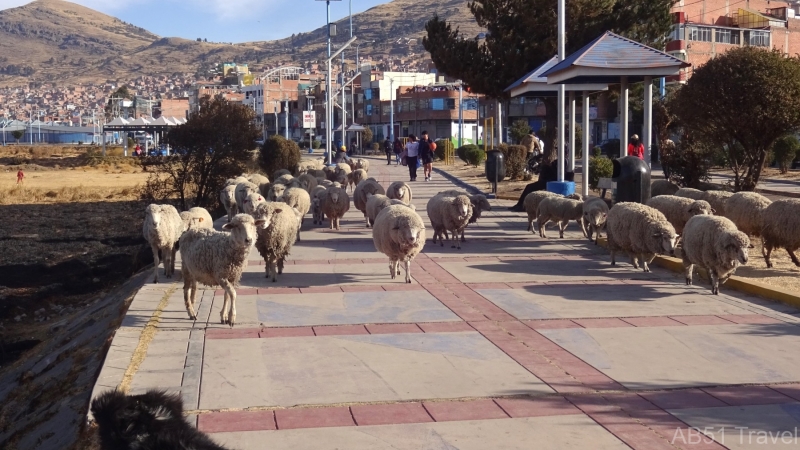 2024-08-11-07-Sheep-moving-through-town