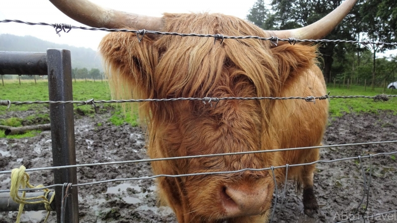 Highland cow