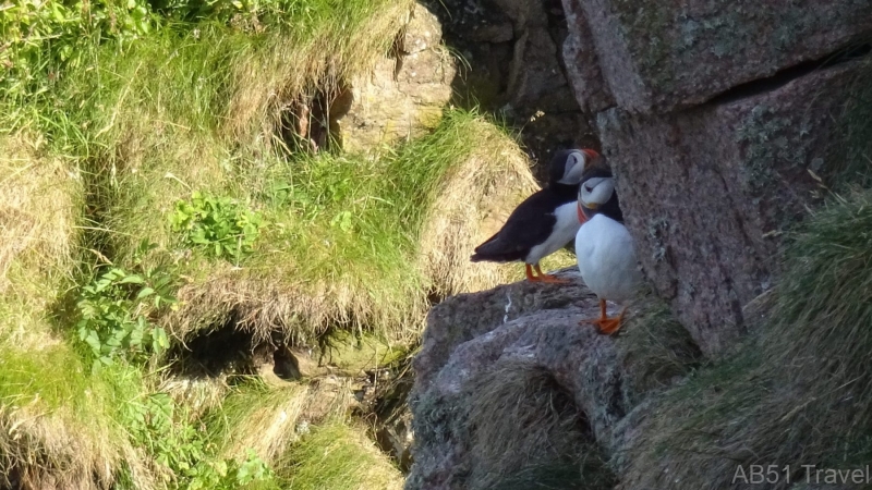 Puffins