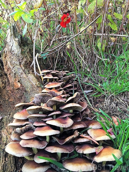 Fungi