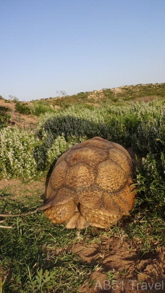 21.07.11-04-African-spurred-tortoise