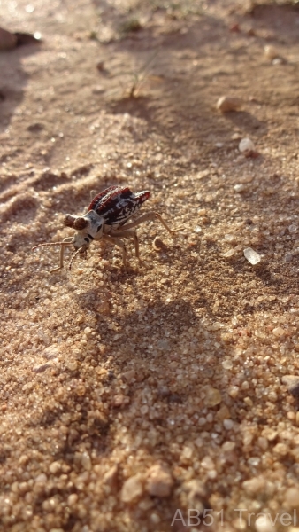 21.07.11-07-Sepidium-magnum-Pompadour-Helmet-beetle