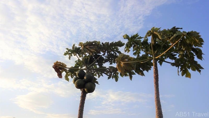 21.07.11-14-Papaya-tree