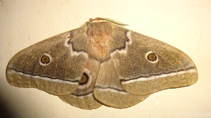 22.03.04-01-Emperor-moth