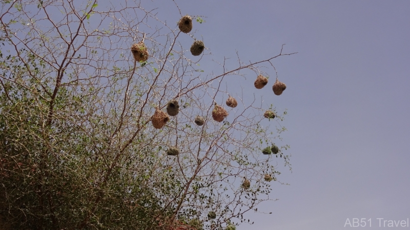 22.05.13-02-Weaver-bird-nests