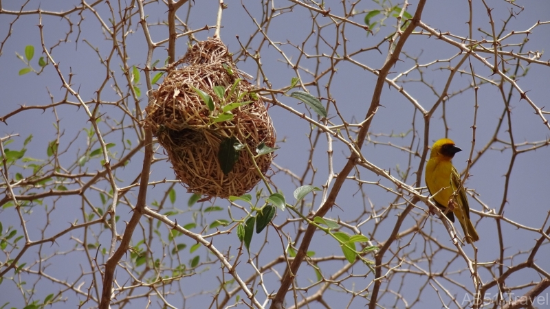 22.05.13-06-Weaver-bird-nests