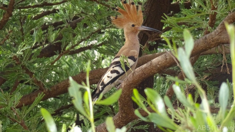 22.05.19-02-Hoopoe