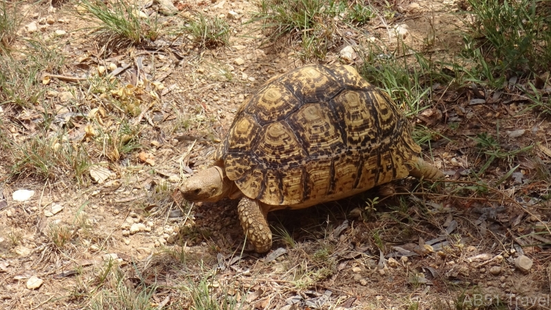 22.06.16-12-Arnel-and-the-tortoise