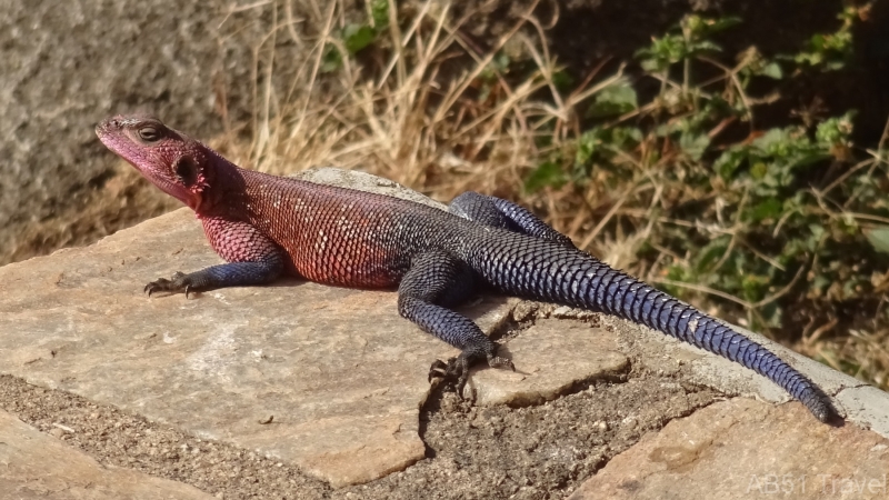 DSC03419-Rainbow-Agama