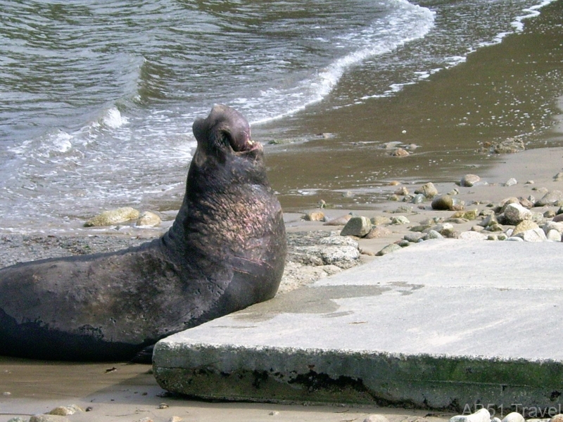 Elephant seal