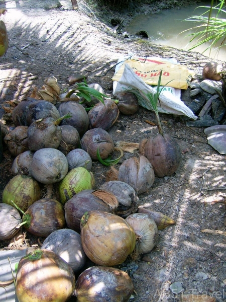 Coconuts