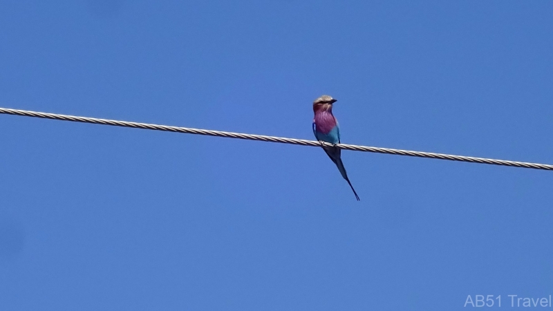 133-2022-07-26-Lilac-breasted-Roller