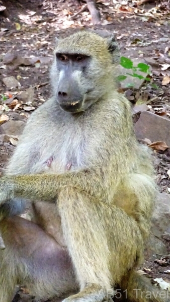 95-2022-07-24-Baboon