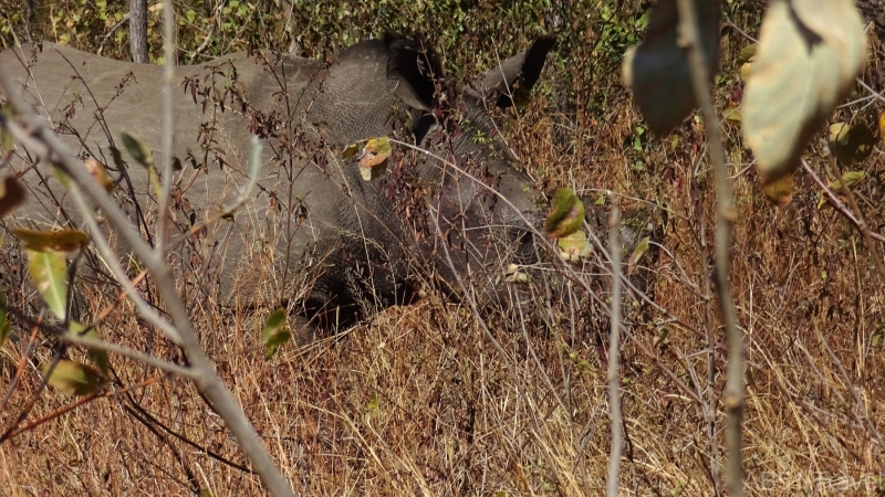 71-2022-07-28-Matopos-Rhinos