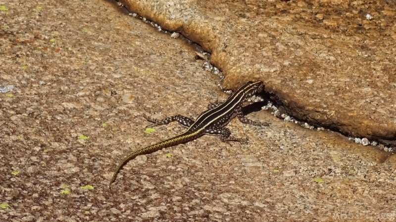 83-2022-07-28-Matopos-Blue-headed-agama