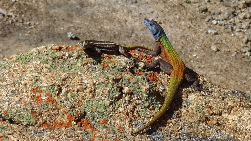 86-2022-07-28-Matopos-Blue-headed-agama