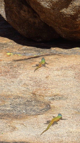 87-2022-07-28-Matopos-Blue-headed-agama